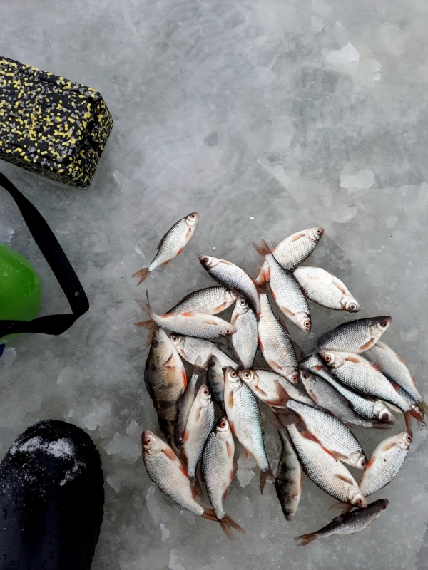 Рыба-1.jpg Рыба-1.jpg