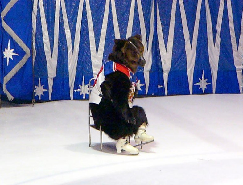 Медведь на коньках