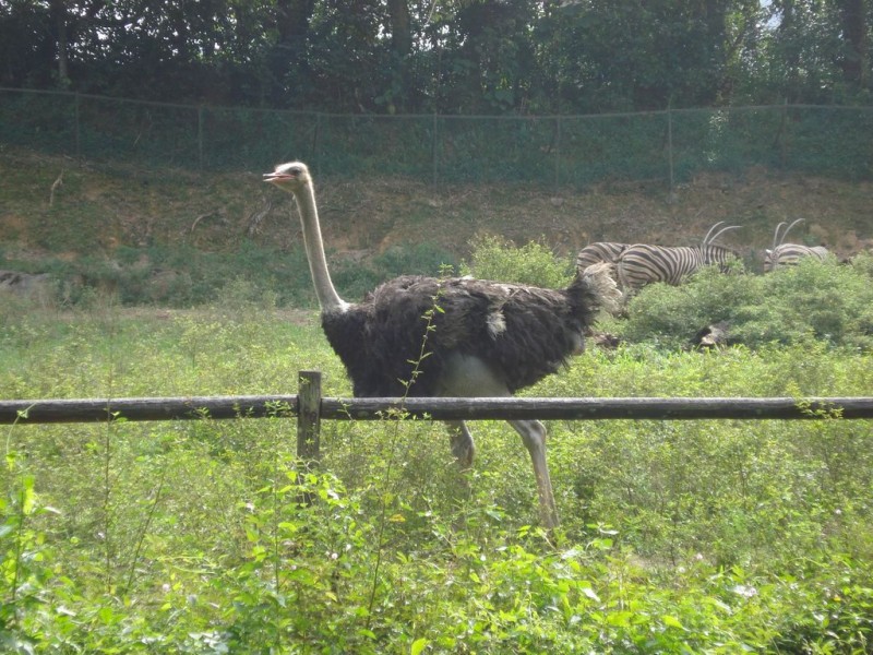 0515 Гости из Африки