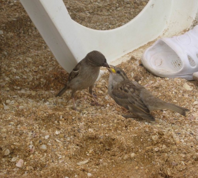 08-03 На, покушай....jpg