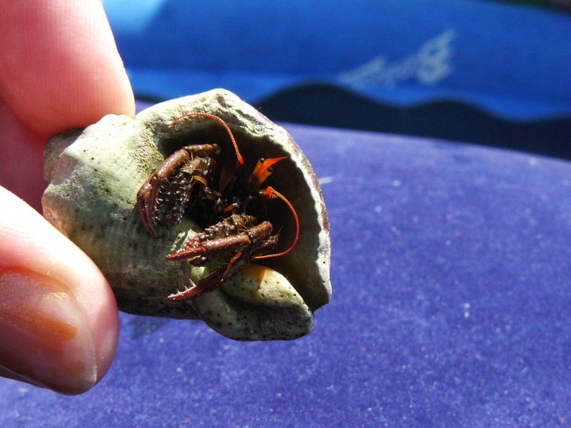 07-04 Ракушка с щупальцами.jpg