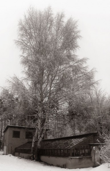 Березка (снято около 20-й школы)